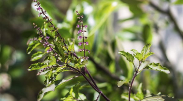 tulsi-for-low-blood-pressure