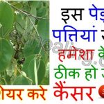 dahiman-plant-good-in-cancer