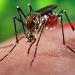 chikungunya bukhar ka ilaj