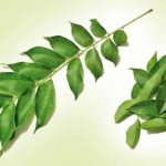 kadi-patta-curry-leaves