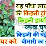 punarnava-benefits-for-kidney-in-hindi