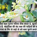 harsingar-ke-fayde-benefits-in-hindi-हारसिंगार