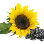 sunflower-seeds-benefits-in-hindi
