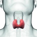 thyroid-ke-liye-doodh in hindi